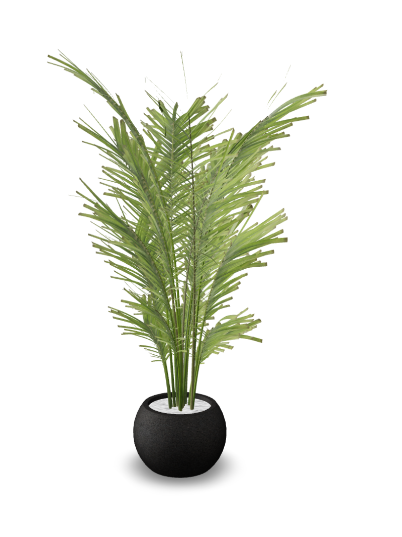 Vibrant Green Leafy Plant in Modern Black Pot